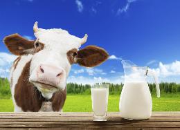Рост молочной продуктивности в Новосибирской области происходит за счет узкого круга предприятий